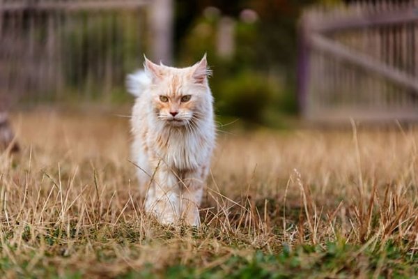 How to Manage Excessive Shedding in Long-Haired Cat Breeds?